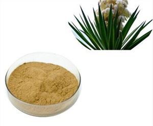 Púdar Fréamh Yucca