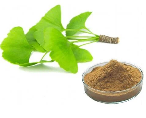 Sliocht Ginkgo Biloba Orgánach